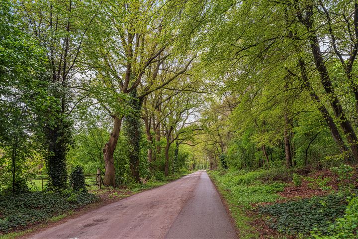 Bekijk foto 27 van Penningkruid 28