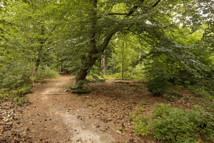 Bekijk foto 5 van Utrechtseweg 399