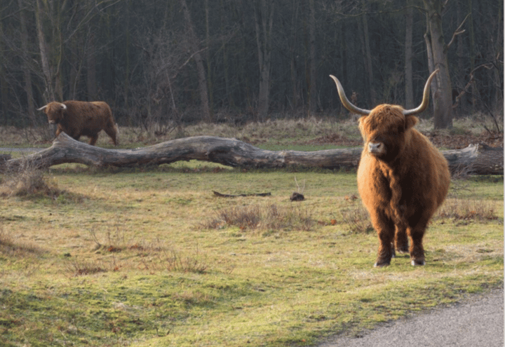 Photo 36 of Zanderijweg 16 (Bouwnr. 20)