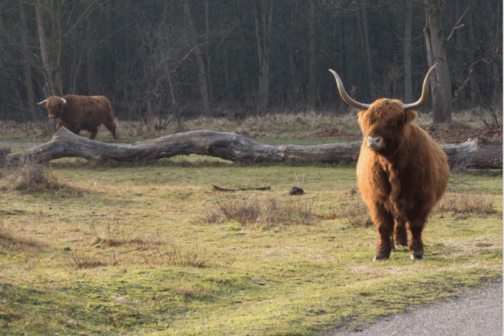 Bekijk foto 18 van Zanderijweg 11 (Bouwnr. 1)