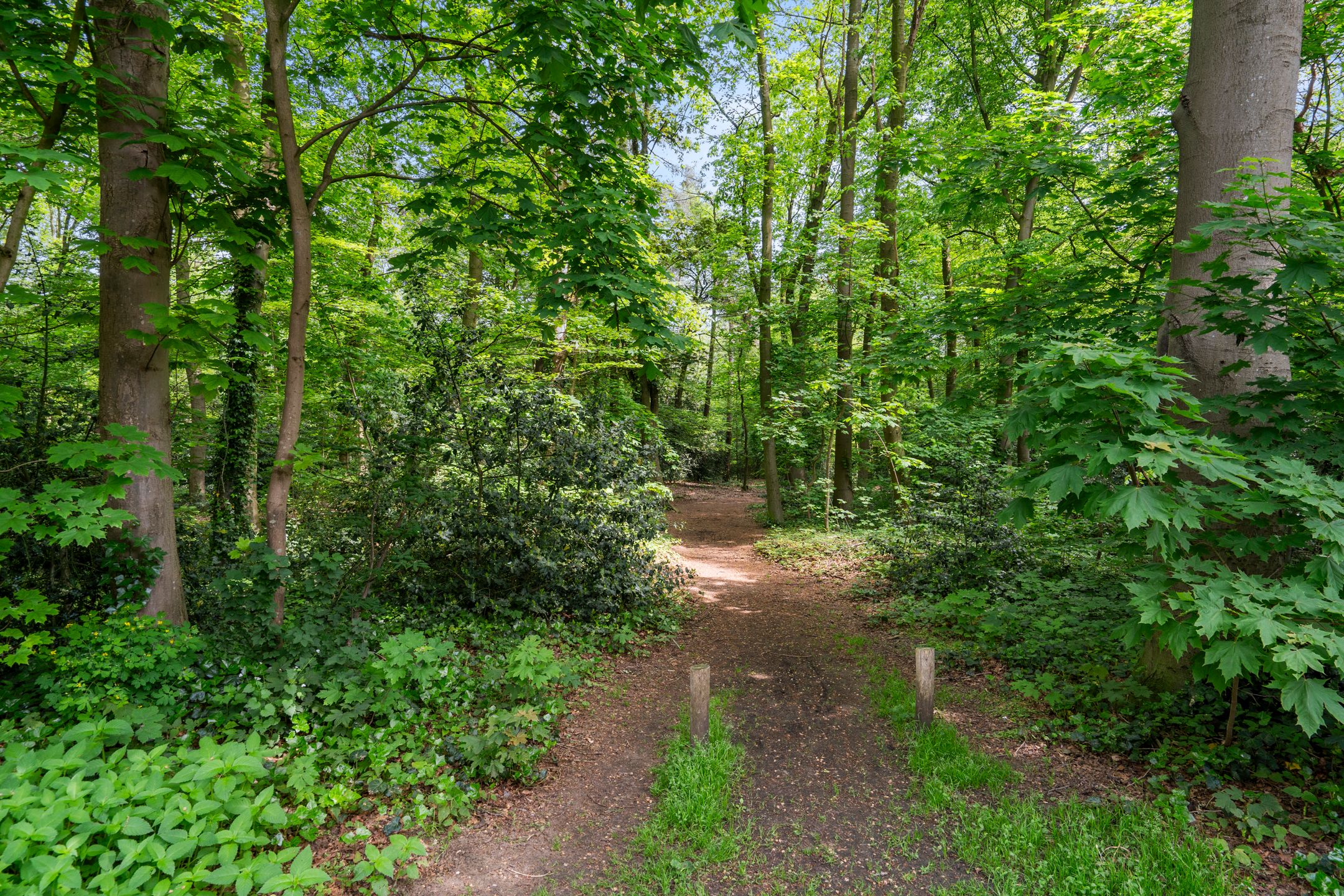 Foto 3 van Hillegondalaan 11