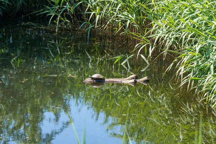 Bekijk foto 58 van Vrije Vogellaan 66