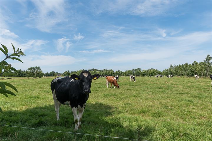 Bekijk foto 4 van de Triemen 41