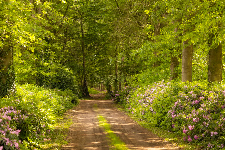 Bekijk foto 3 van Zomervreugdweg 3