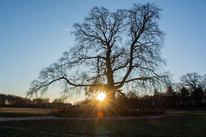 Bekijk foto 39 van Looydijk 36