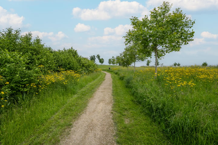 Bekijk foto 4 van Grote Ronduit 16