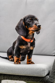 Fleurtje, de kantoorhond