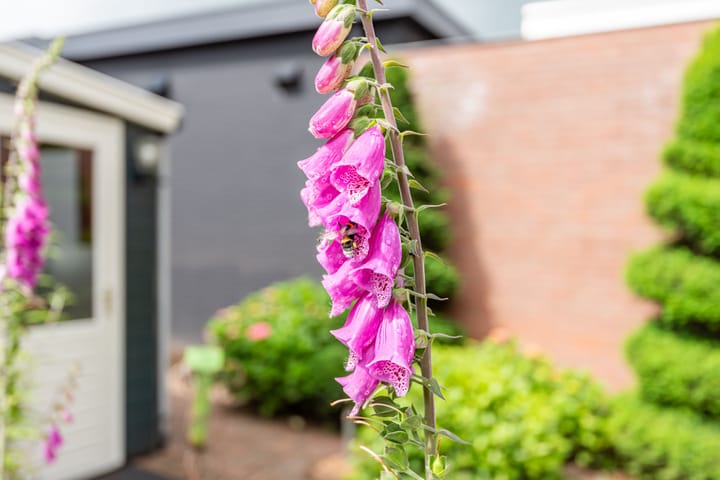 Foto 39 van Alfred Mozerhof 15