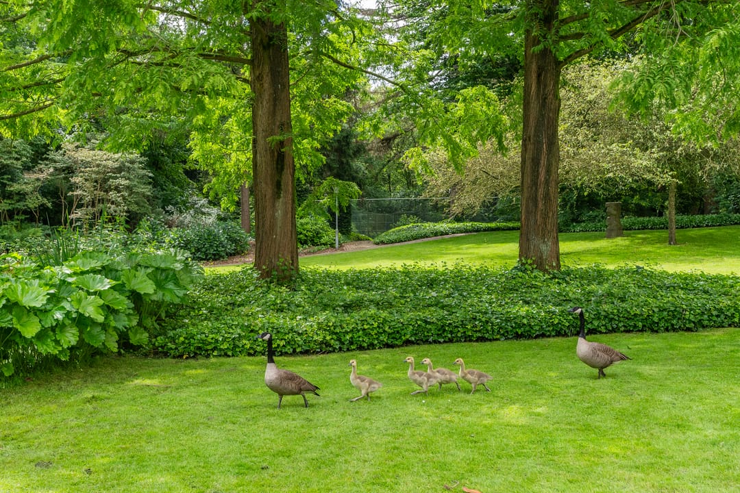 Foto 26 van Javalaan 107