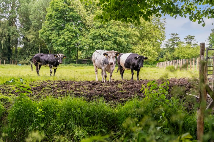 Foto 80 van Dorpsdijk 38