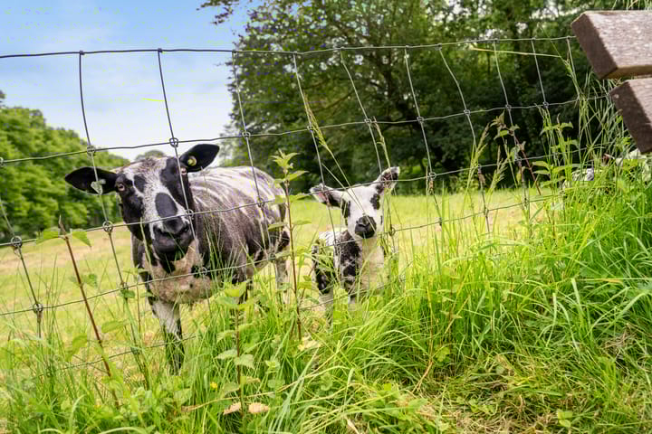 Foto 81 van Dorpsdijk 38