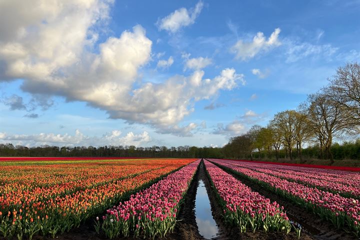 Bekijk foto 61 van Hoofdweg 44