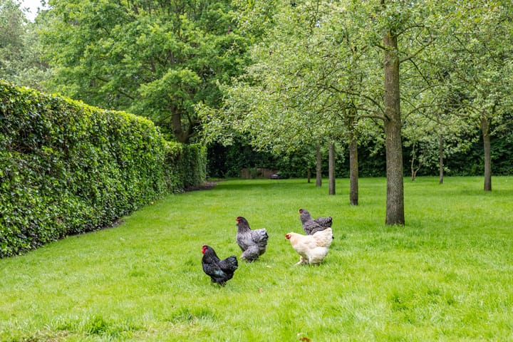 Foto 75 van De Hege Bouwen 19