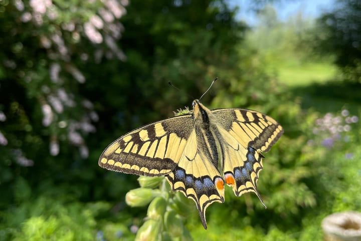 Foto 59 van Rammekensweg 13