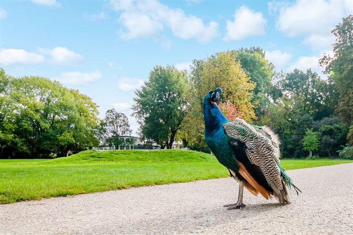 Bekijk foto 43 van Korenbloemstraat 47