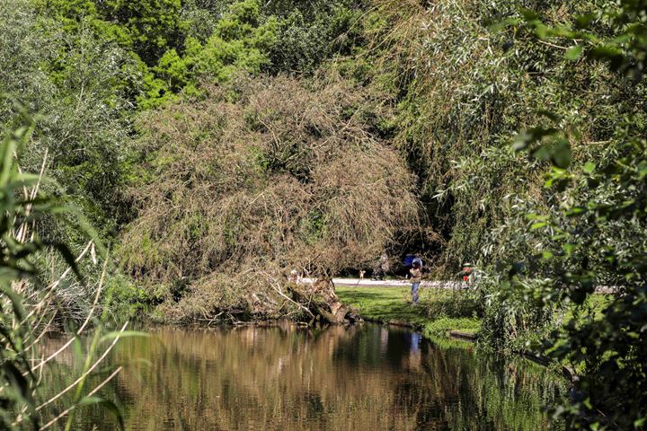 Bekijk foto 37 van Sarphatipark 140-3