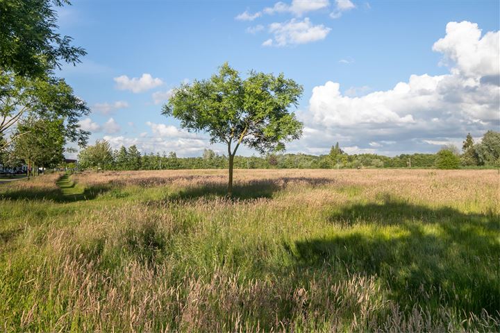 Bekijk foto 36 van Argusvlinder 38