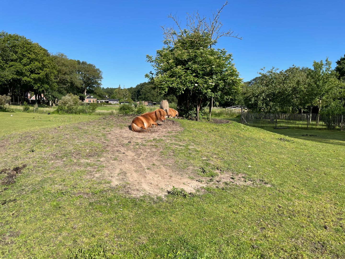 Foto 5 van Schipborgerweg 1