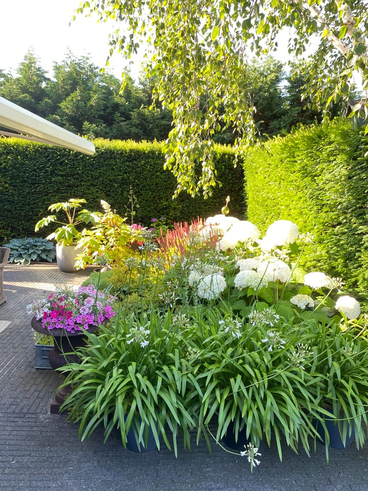 Foto 31 van Schapenweide 5