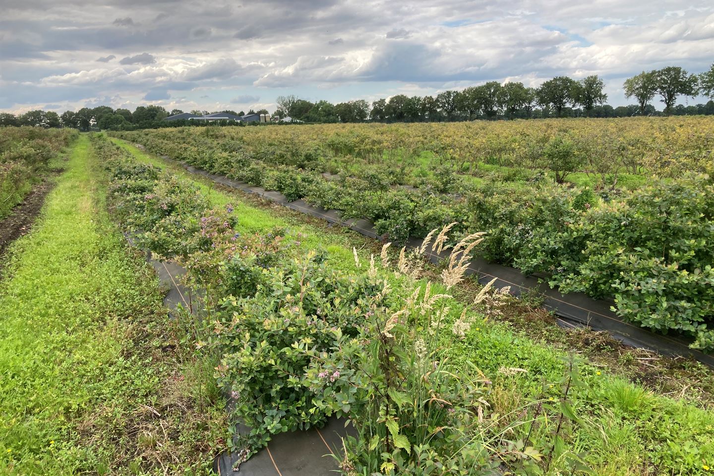 Bekijk foto 5 van Zwarteboordweg