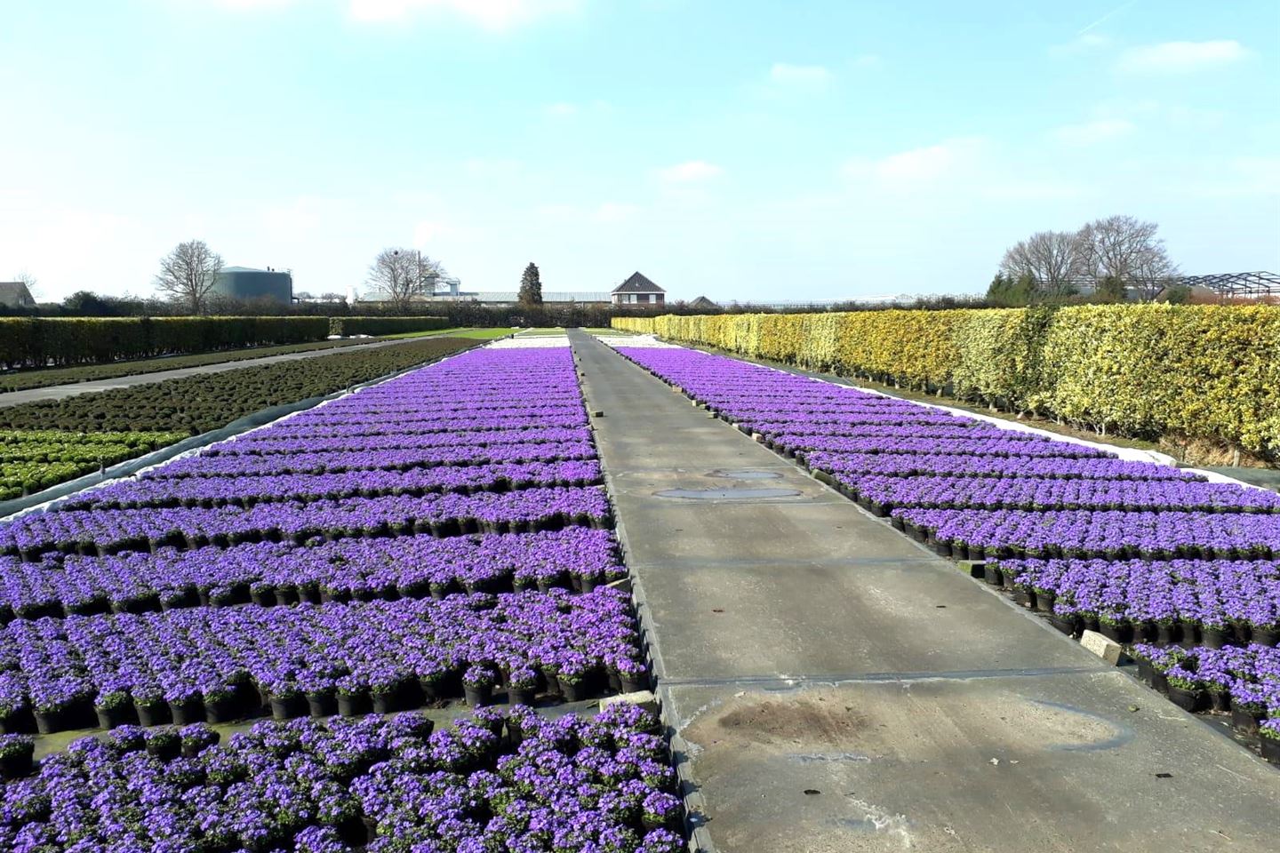 Bekijk foto 2 van Laarstraat 37