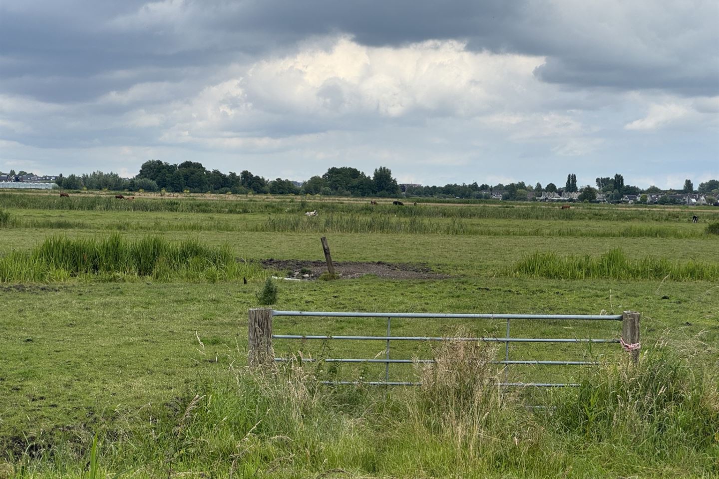 Bekijk foto 4 van Goudlijster