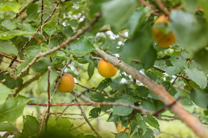 Bekijk foto 53 van Grijpskerkseweg 2