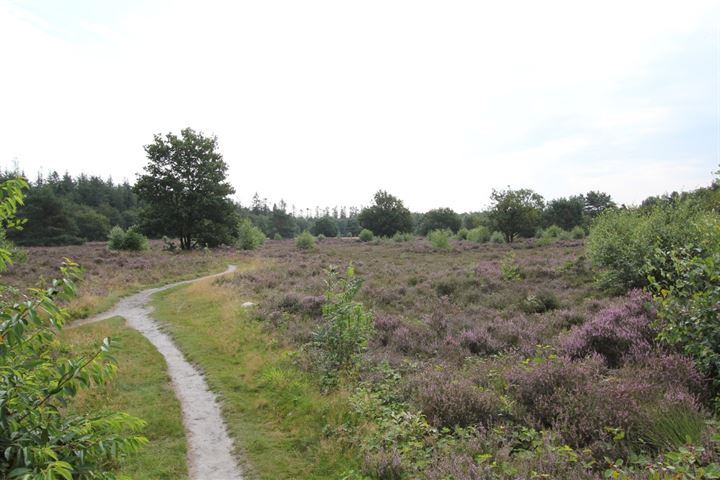 Bekijk foto 36 van Buinerweg 8-75