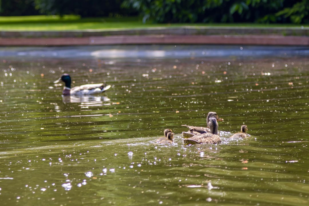 Foto 53 van Herstraat 61