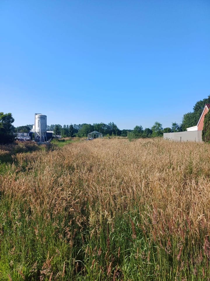 Foto 2 van Jipsingboermussel