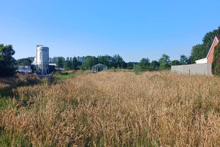 Bekijk foto 2 van Jipsingboermussel