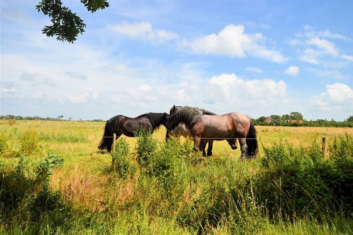 Bekijk foto 43 van Dorpsring 31