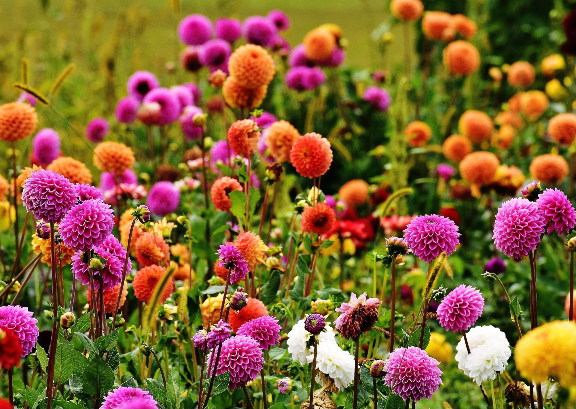 Foto 19 van Dahlia Park - Fase 3B