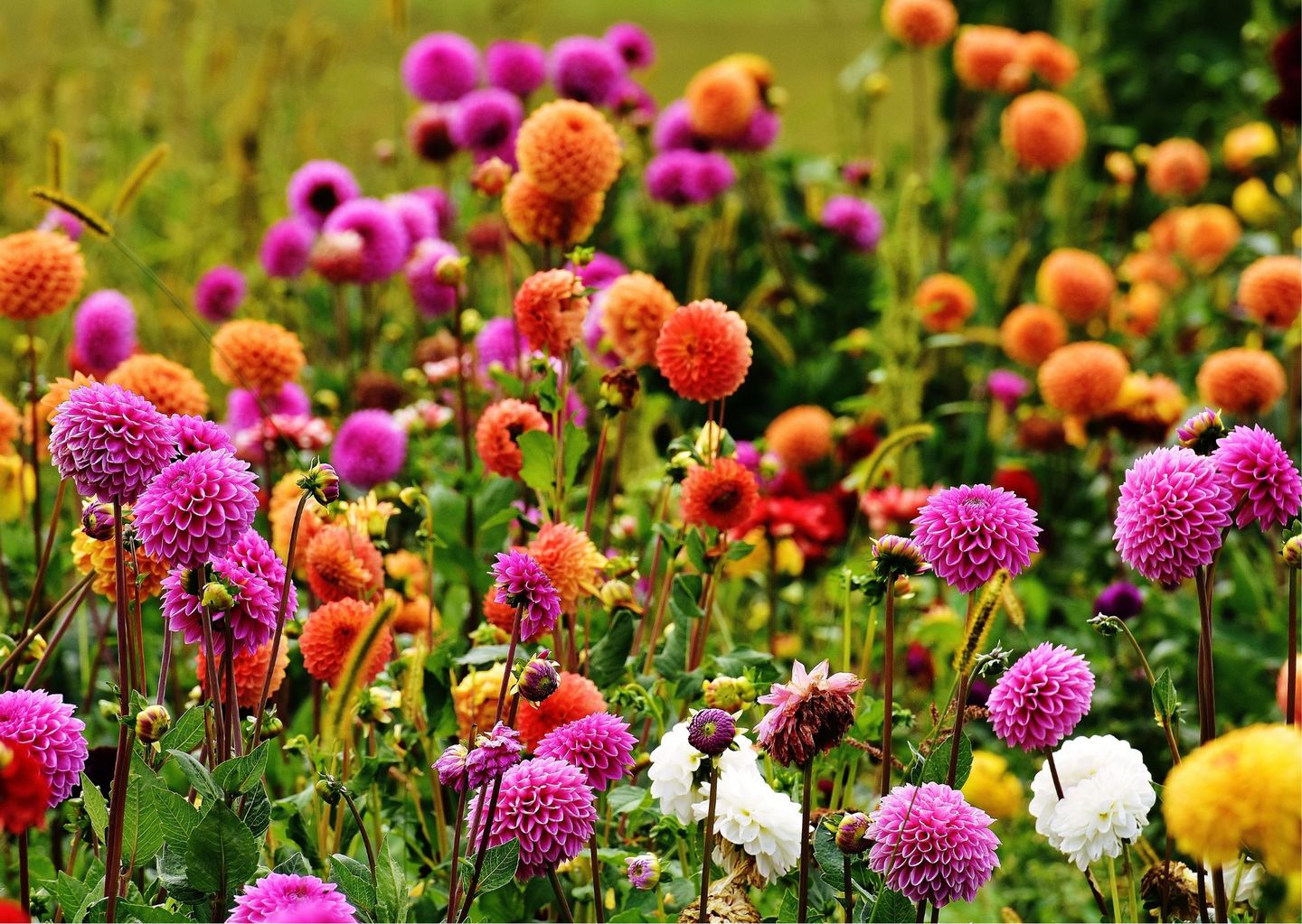 Foto 19 van Dahlia Park - Fase 3B