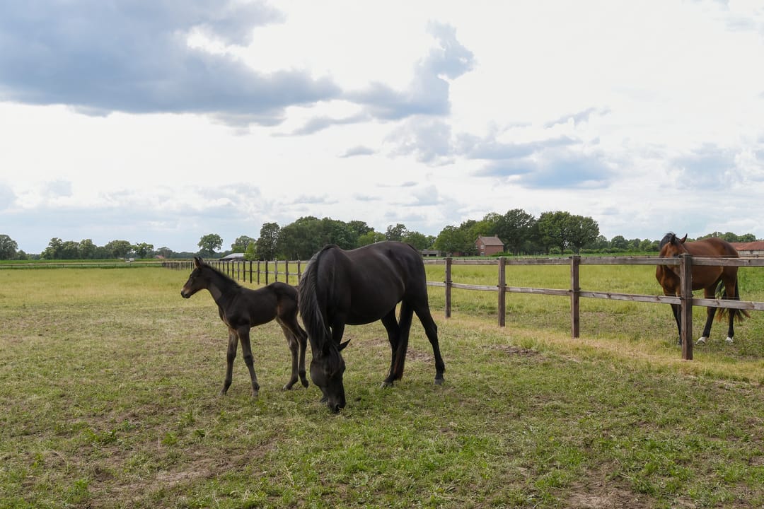 Foto 46 van Eikesstraat 43