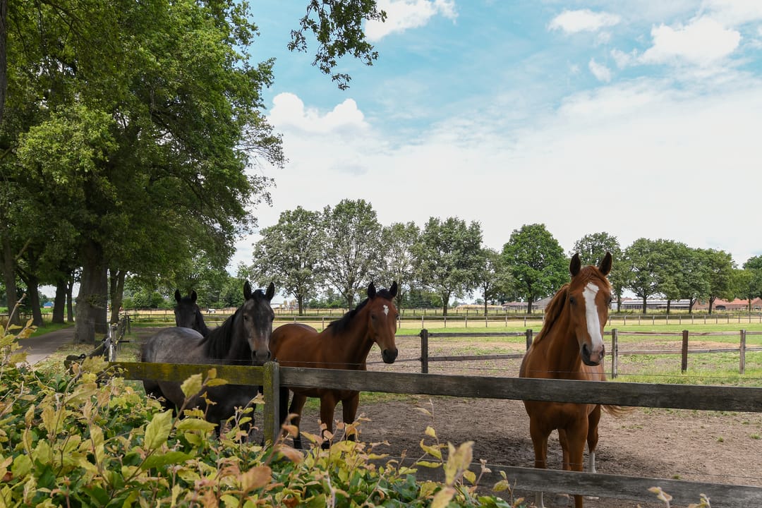 Foto 61 van Eikesstraat 43