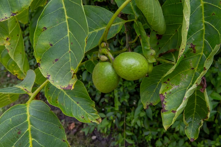 Foto 55 van Tramstraat 41