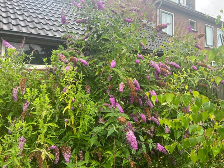 Photo 5 of Kerkstraat 44