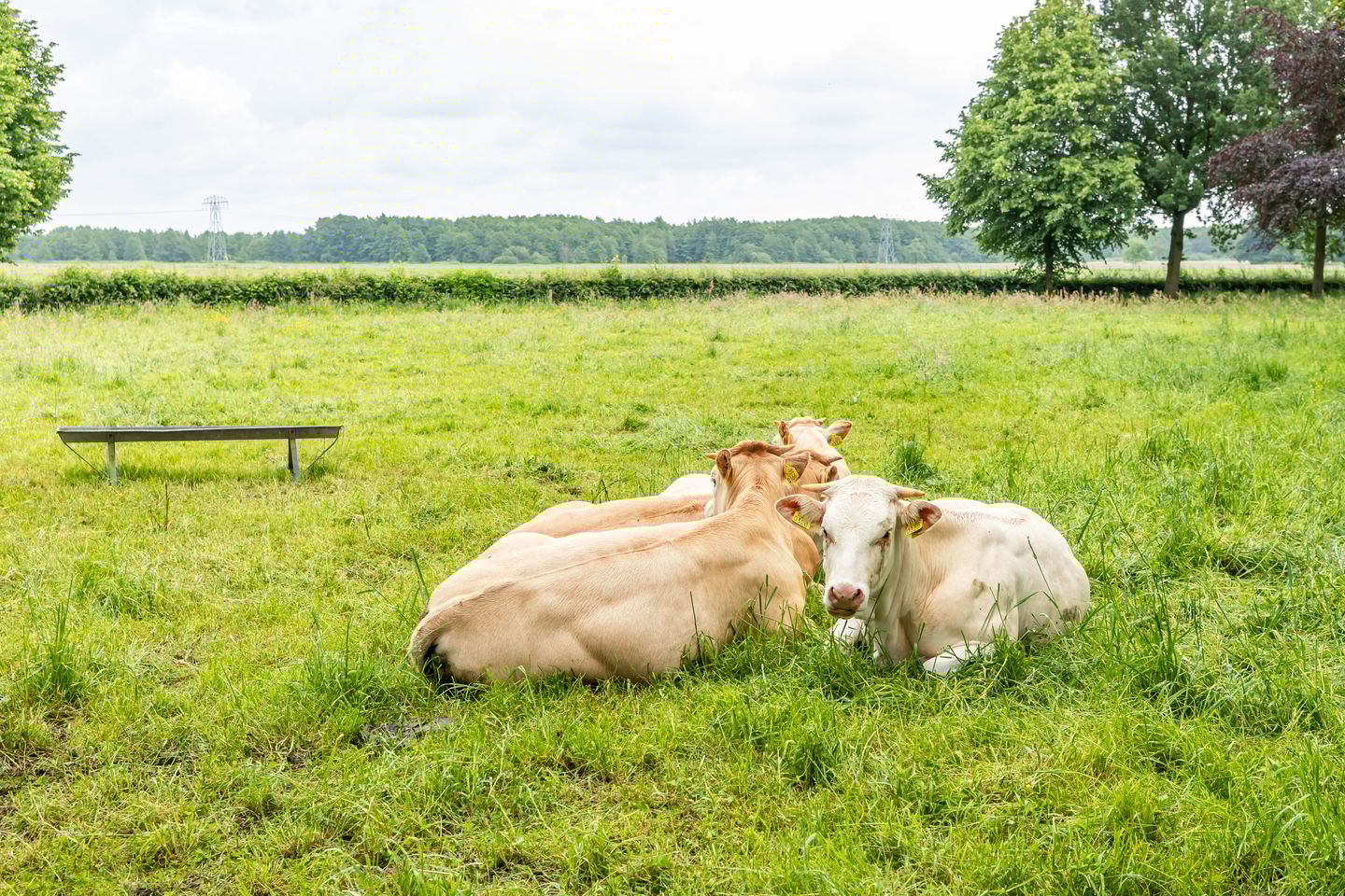 Foto 50 van Lageweg 43