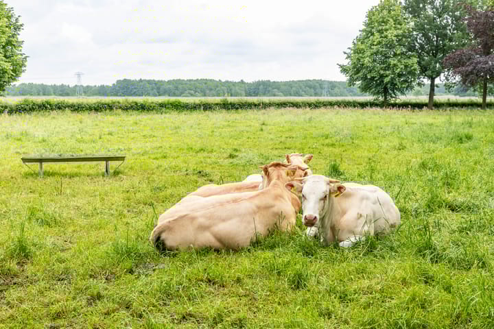 Foto 50 van Lageweg 43