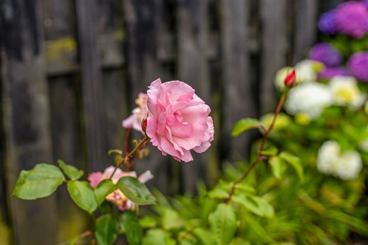 Bekijk foto 65 van Leverkruid 7