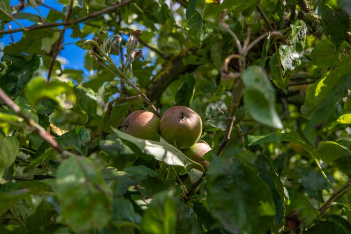 Foto 34 van Achterstraat 4-A