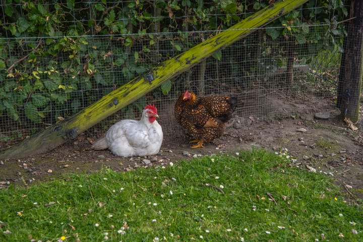 Foto 35 van Achterstraat 4-A