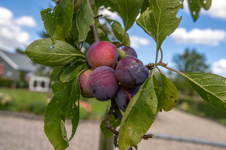 Foto 36 van Achterstraat 4-A