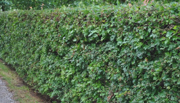 Foto 22 van Thijssepad bouwkavel 1 t/m 4