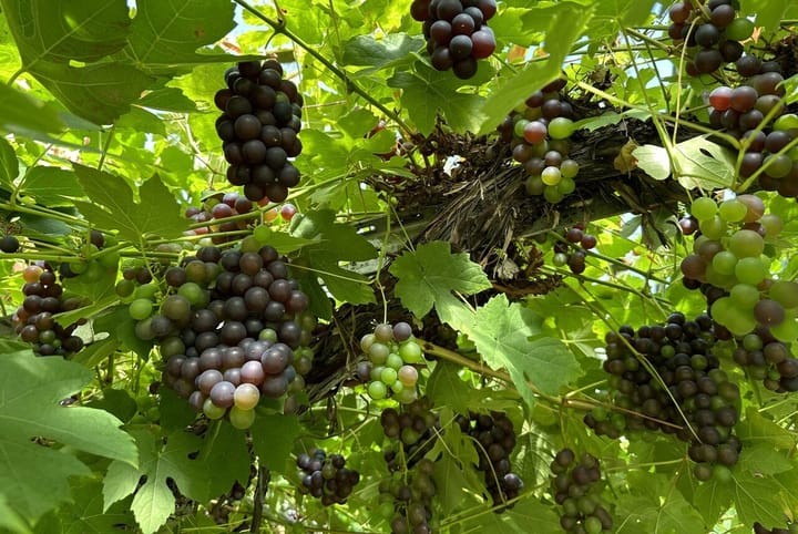 Foto 32 van Kruisweg 27