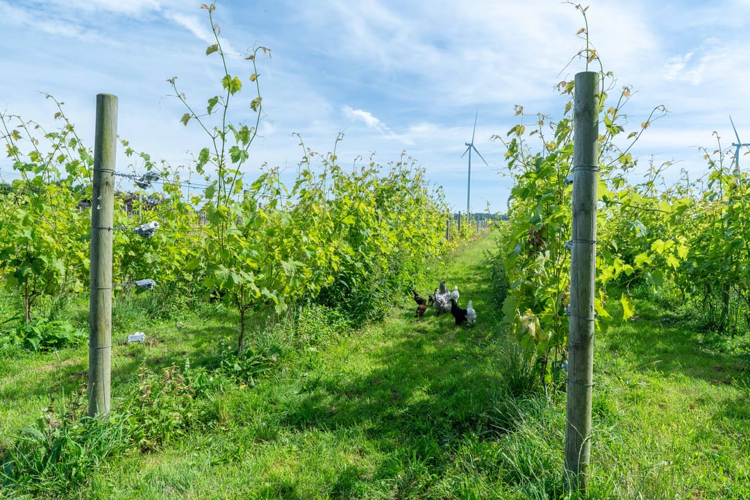 Foto 136 van Veenakkers 58