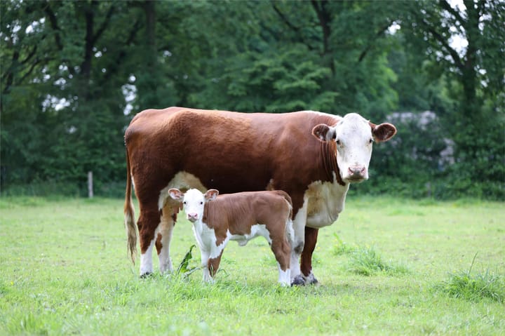 Photo 62 of Ruitenveen 1