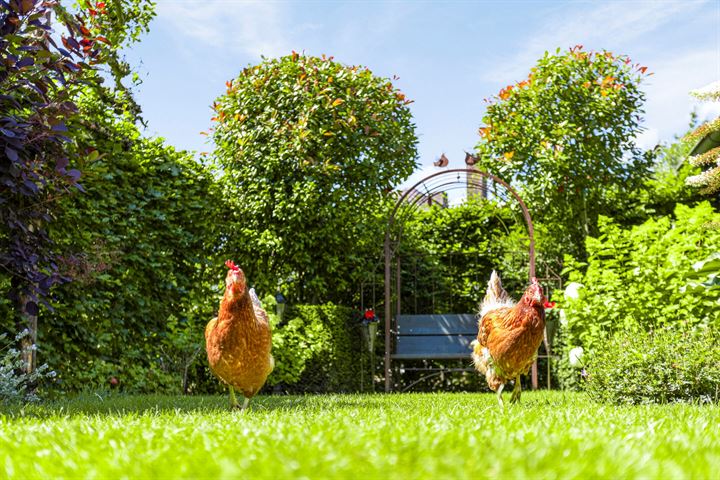 Bekijk foto 44 van Maasdijk 63