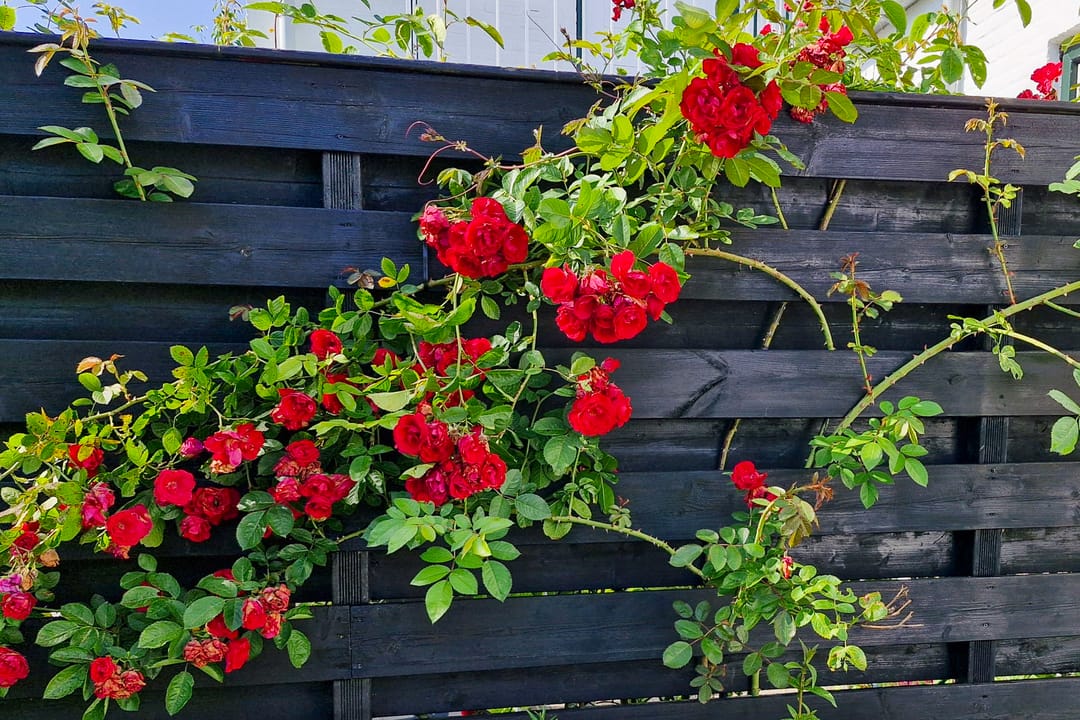 Foto 53 van Roerdomplaan 21